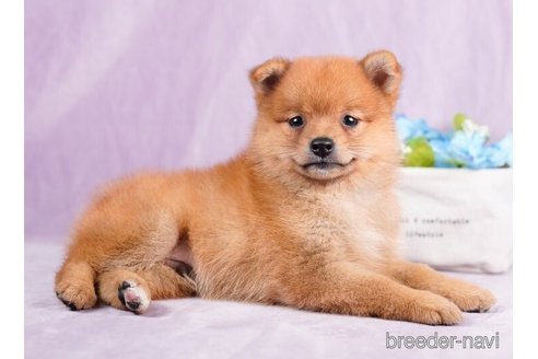 成約済の東京都のミックス犬-246760の3枚目