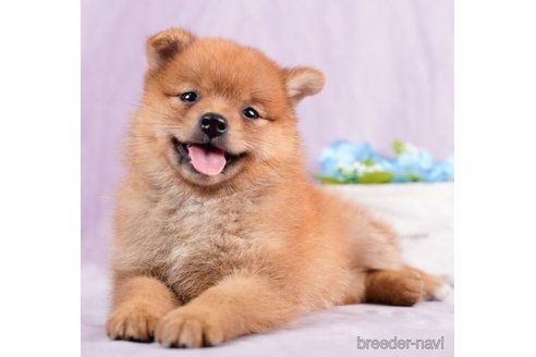 成約済の東京都のミックス犬-246760の4枚目
