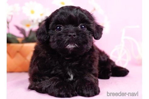 成約済の東京都のミックス犬-246771の5枚目