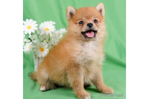 成約済の東京都のミックス犬-246775の1枚目
