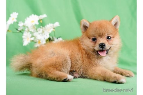 成約済の東京都のミックス犬-246775の2枚目