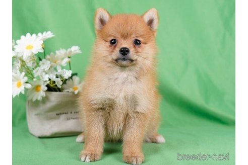成約済の東京都のミックス犬-246775の3枚目
