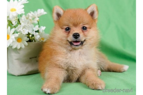 成約済の東京都のミックス犬-246775の5枚目