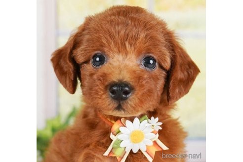 成約済の神奈川県のトイプードル-246777の1枚目