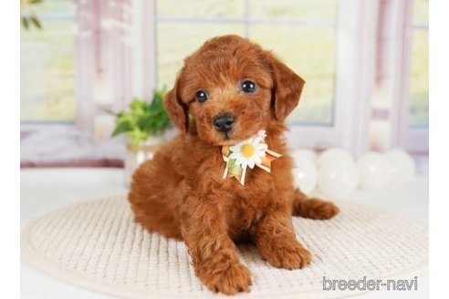 成約済の神奈川県のトイプードル-246777の3枚目