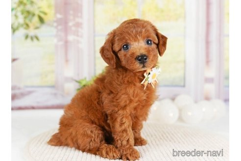 成約済の神奈川県のトイプードル-246777の4枚目