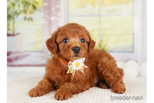 成約済の神奈川県のトイプードル-246777の2枚目