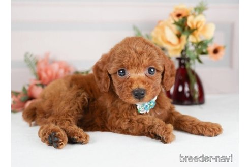 成約済の神奈川県のトイプードル-246778の5枚目