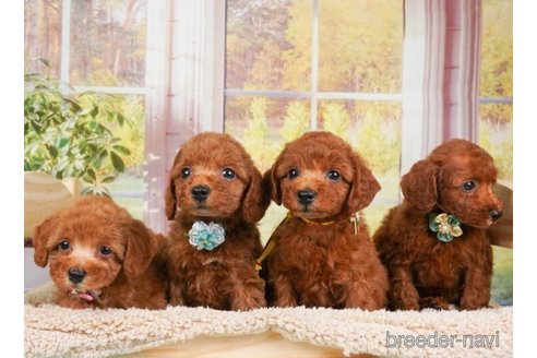 成約済の神奈川県のトイプードル-246778の6枚目