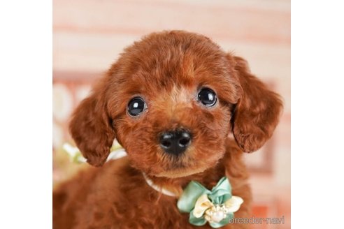 成約済の神奈川県のトイプードル-246782の1枚目