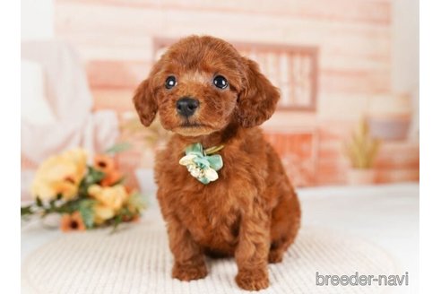 成約済の神奈川県のトイプードル-246782の4枚目