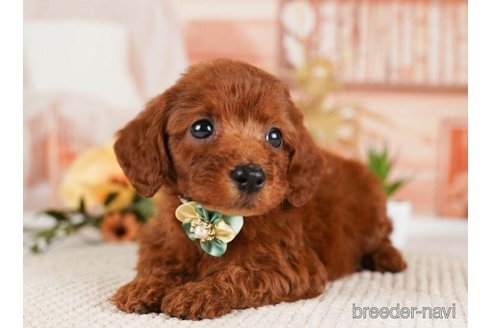 成約済の神奈川県のトイプードル-246782の2枚目