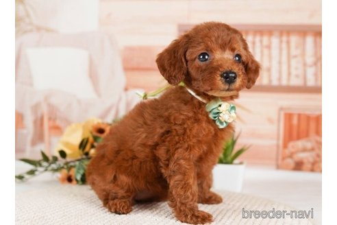 成約済の神奈川県のトイプードル-246782の3枚目