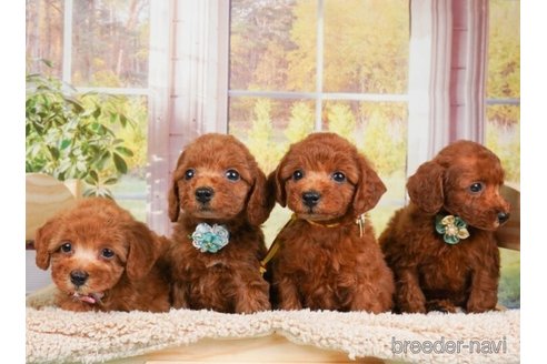 成約済の神奈川県のトイプードル-246782の5枚目