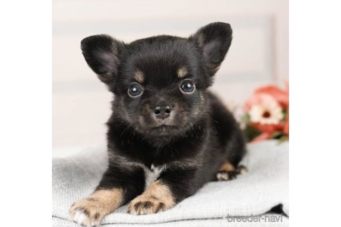 成約済の神奈川県のチワワ(ロングコート)-246787の6枚目