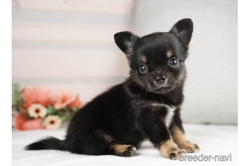 成約済の神奈川県のチワワ(ロングコート)-246787の3枚目