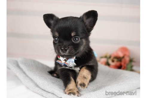 成約済の神奈川県のチワワ(ロングコート)-246787の4枚目