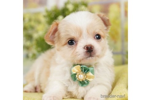 成約済の神奈川県のチワワ(ロングコート)-246789の1枚目