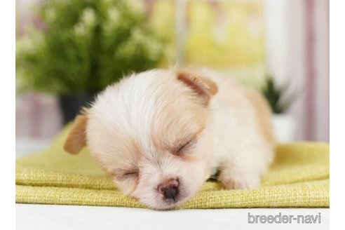 成約済の神奈川県のチワワ(ロングコート)-246789の2枚目