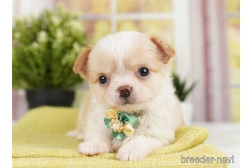 成約済の神奈川県のチワワ(ロングコート)-246789の4枚目