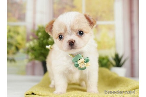 成約済の神奈川県のチワワ(ロングコート)-246789の3枚目