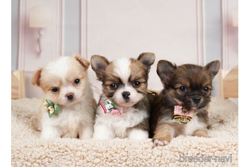 成約済の神奈川県のチワワ(ロングコート)-246789の5枚目