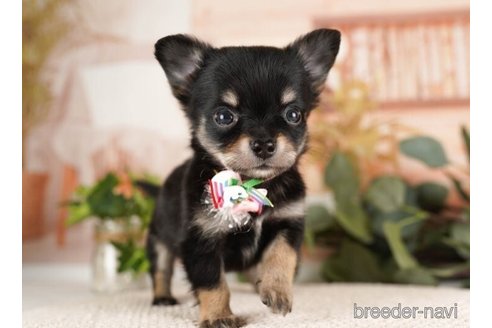 成約済の神奈川県のチワワ(ロングコート)-246792の2枚目