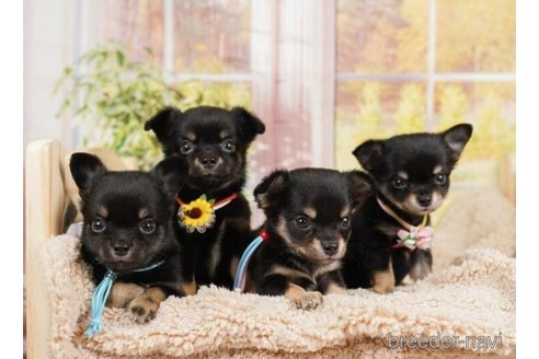 成約済の神奈川県のチワワ(ロングコート)-246792の3枚目