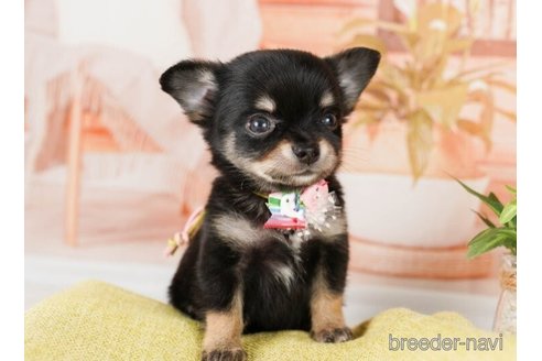 成約済の神奈川県のチワワ(ロングコート)-246792の5枚目