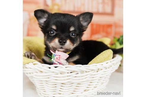 成約済の神奈川県のチワワ(ロングコート)-246792の4枚目