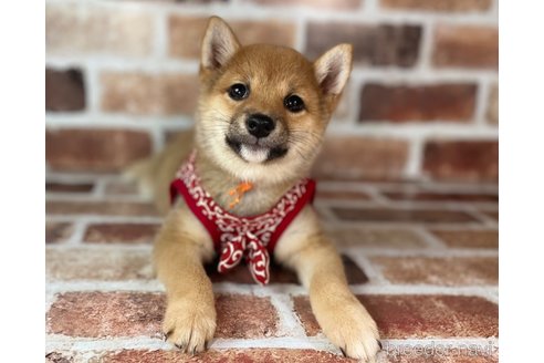 成約済の福岡県の豆柴-232933の5枚目