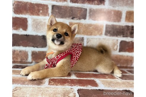 成約済の福岡県の豆柴-232933