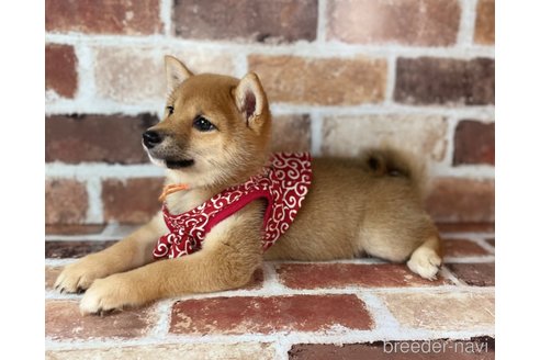 成約済の福岡県の豆柴-232933の4枚目