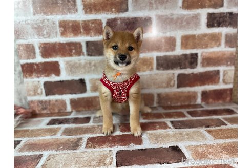 成約済の福岡県の豆柴-232933の3枚目