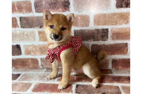 成約済の福岡県の豆柴-232933の2枚目