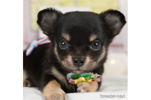 成約済の神奈川県のチワワ(ロングコート)-246793