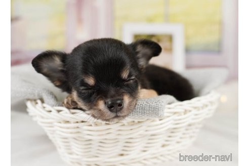 成約済の神奈川県のチワワ(ロングコート)-246793の2枚目