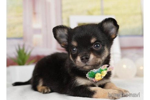 成約済の神奈川県のチワワ(ロングコート)-246793の4枚目