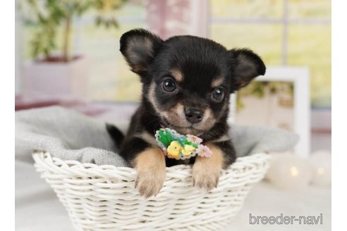 成約済の神奈川県のチワワ(ロングコート)-246793の3枚目