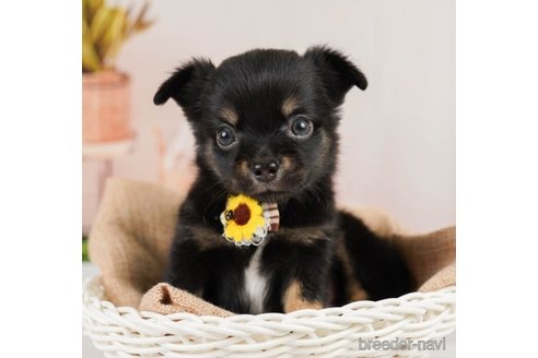 成約済の神奈川県のチワワ(ロングコート)-246794の6枚目