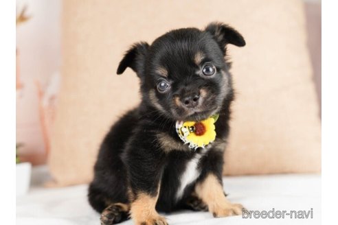 成約済の神奈川県のチワワ(ロングコート)-246794の4枚目