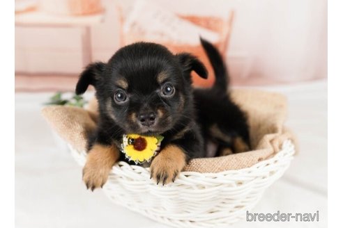 成約済の神奈川県のチワワ(ロングコート)-246794の5枚目