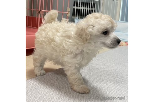 成約済の長野県のトイプードル-246796の10枚目