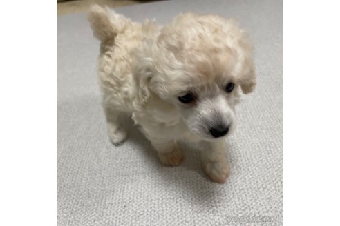 成約済の長野県のトイプードル-246796の11枚目