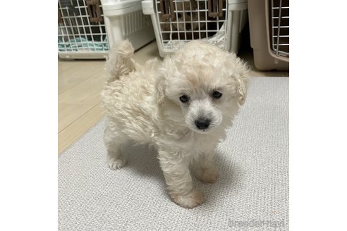 成約済の長野県のトイプードル-246796の12枚目