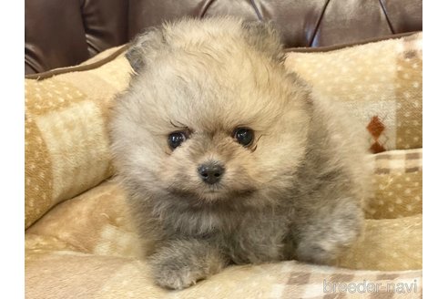 成約済の香川県のポメラニアン-242869の10枚目