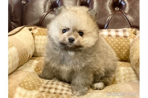 成約済の香川県のポメラニアン-242869の9枚目