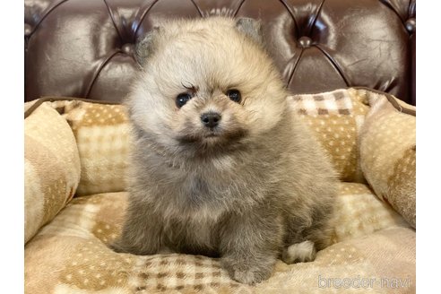 成約済の香川県のポメラニアン-242869の1枚目