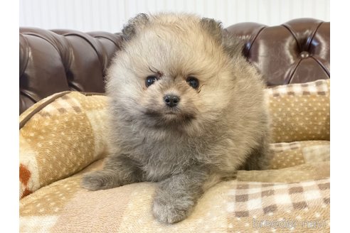 成約済の香川県のポメラニアン-242869の8枚目