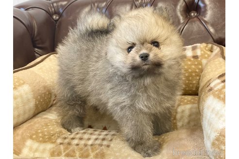 成約済の香川県のポメラニアン-242869の3枚目